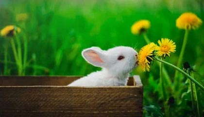 99图库-期号检索-追踪公告,4九图库